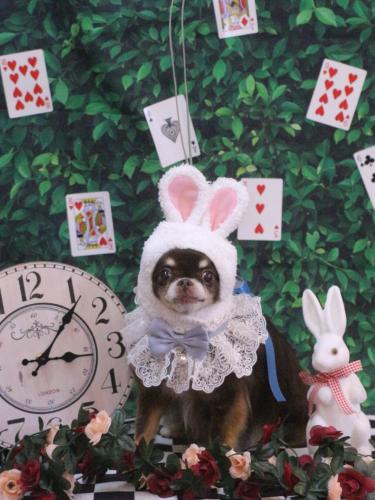 20250409チロルくん